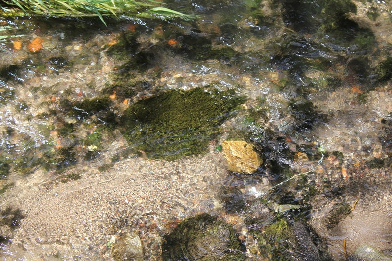 Fontinalis dans la Tiretaine