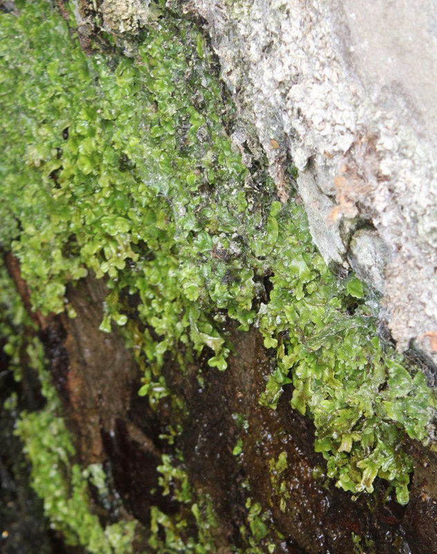 Marchantia dans la grotte des laveuses