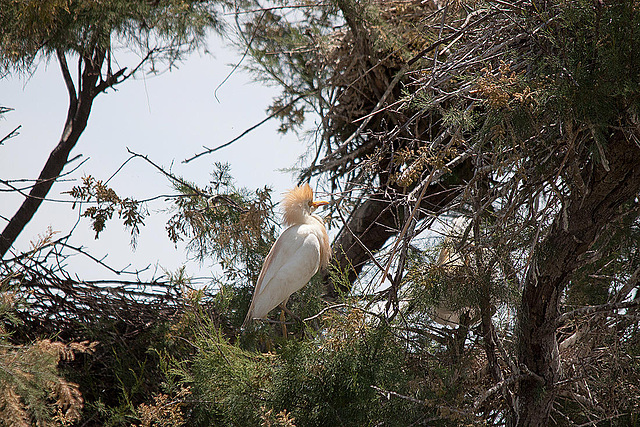 20110530 4334RTw [F] Kuhreiher (Bubulcus ibis), Parc Ornithologique, Camargue