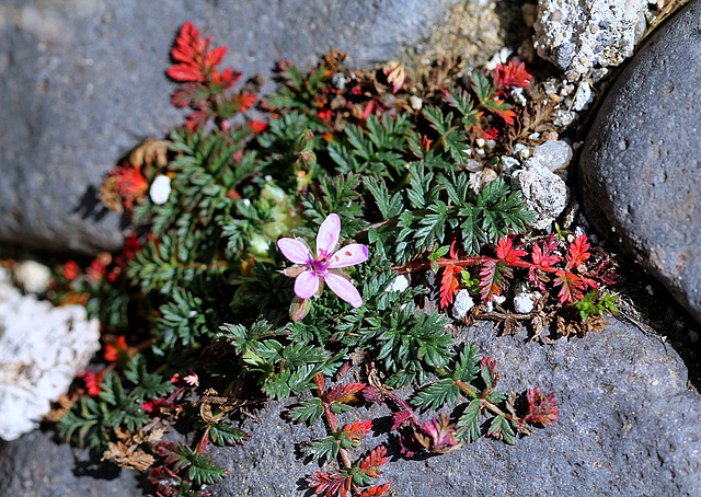 Erodium cicutarium