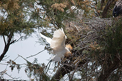 20110530 4328RTw [F] Kuhreiher (Bubulcus ibis), Parc Ornithologique, Camargue