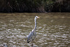 20110530 4318RTw [F] Graureiher (Ardea cinerea), Parc Ornithologique, Camargue