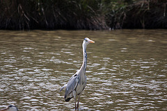 20110530 4318RTw [F] Graureiher, Parc Ornithologique, Camargue