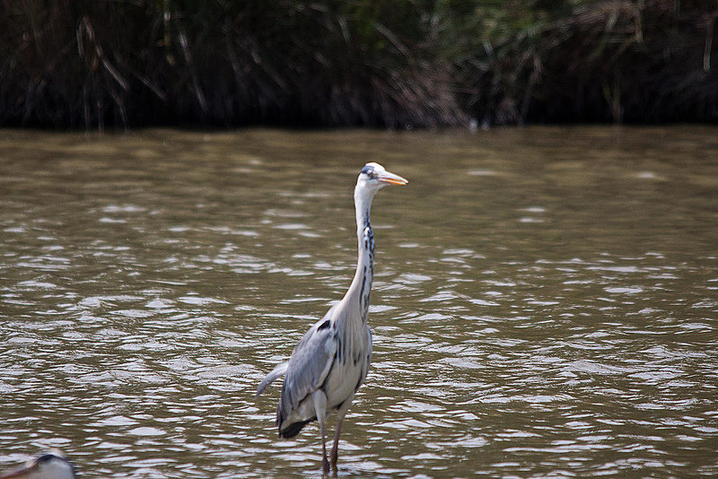 20110530 4318RTw [F] Graureiher (Ardea cinerea), Parc Ornithologique, Camargue