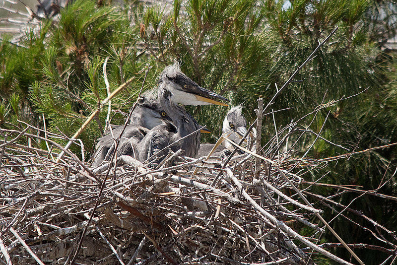 20110530 4317RTw [F] Graureiher (Ardea cinerea) [JV], Parc Ornithologique, Camargue
