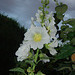 Alcea rosea du soir