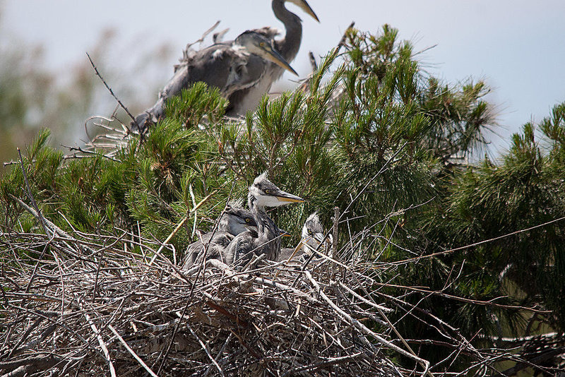 20110530 4316RTw [F] Graureiher [JV], Parc Ornithologique, Camargue