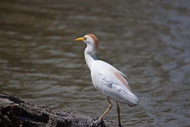 20110530 4313RTw [F] Kuhreiher (Bubulcus ibis), Parc Ornithologique, Camargue