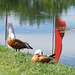 Les canards du Temple