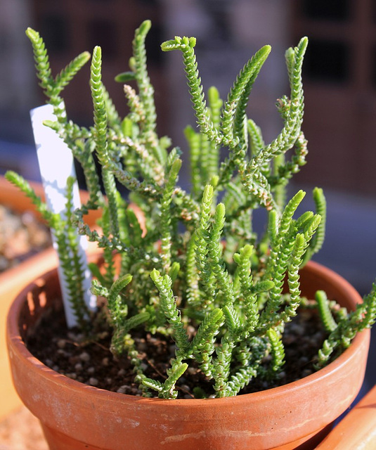 Crassula muscosa