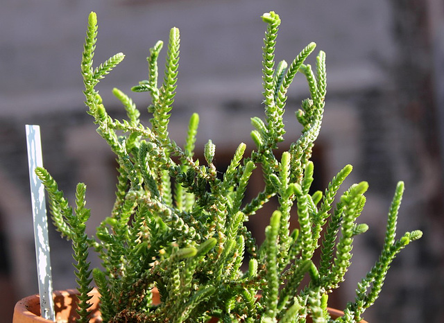 Crassula muscosa 2