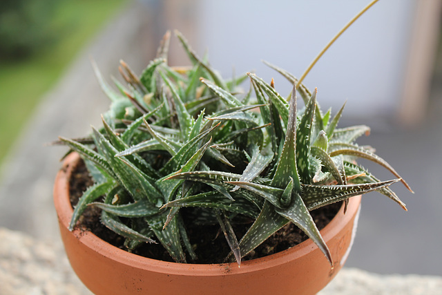 Aloe X (Aloe descoingsii x rauhii probable)