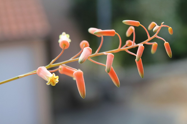 Aloe X (Aloe descoingsii x rauhii probable)