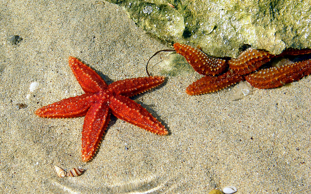 Rock pool stars play hide and seek Rock pool stars play hide and seek