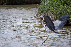 20110530 4310RTw [F] Graureiher (Ardea cinerea), Parc Ornithologique, Camargue