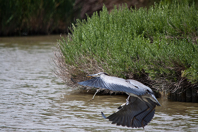 20110530 4309RTw [F] Graureiher (Ardea cinerea), Parc Ornithologique, Camargue