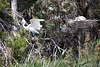 20110530 4305RTw [F] Seidenreiher (Egretta garzetta), Parc Ornithologique, Camargue