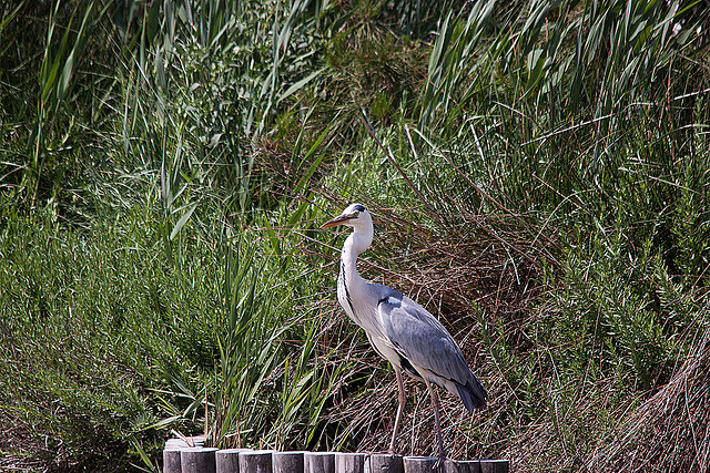 20110530 4303RTw [F] Graureiher (Ardea cinerea), Parc Ornithologique, Camargue