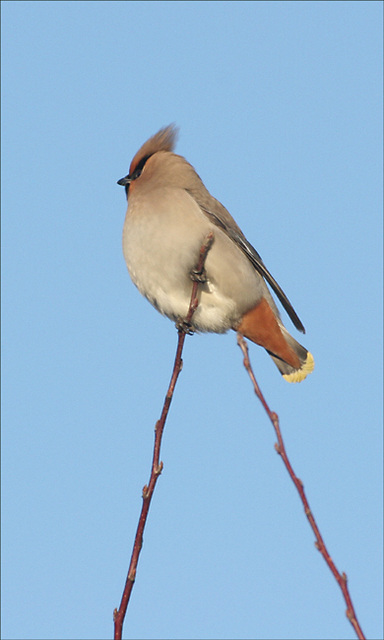 over the rainbow : the waxwing