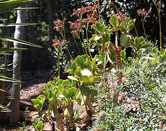 Cotyledon orbiculata 'Macrantha'