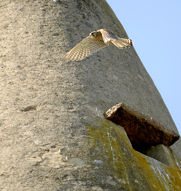 Falke von der Schaafheimer Warte im Abflug