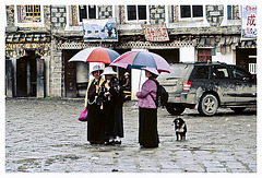 Ladies, umbrellas and a dog