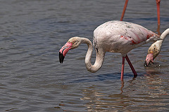 20110530 4301RTw [F] Rosaflamingo (Phoenicopterus roseus), Parc Ornithologique, Camargue