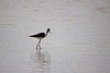 20110530 4300RTw [F] Stelzenläufer (Himantopus himantopus), Parc Ornithologique, Camargue