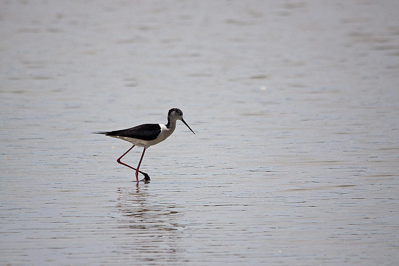 20110530 4299RTw [F] Stelzenläufer (Himantopus himantopus), Parc Ornithologique, Camargue