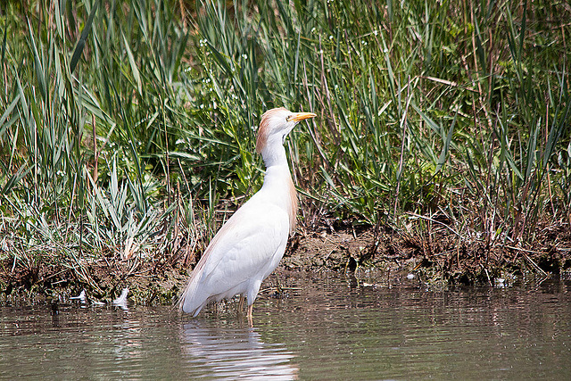 20110530 4298RTw [F] Kuhreiher (Bubulcus ibis), Parc Ornithologique, Camargue