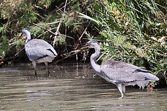 20110530 4289RTw [F] Graureiher (Ardea cinerea), Parc Ornithologique, Camargue