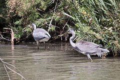 20110530 4288RTw [F] Graureiher (Ardea cinerea), Parc Ornithologique, Camargue