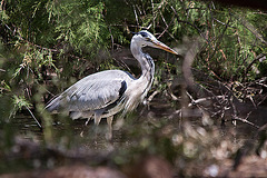 20110530 4287RTw [F] Graureiher (Arde cinerea), Parc Ornithologique, Camargue