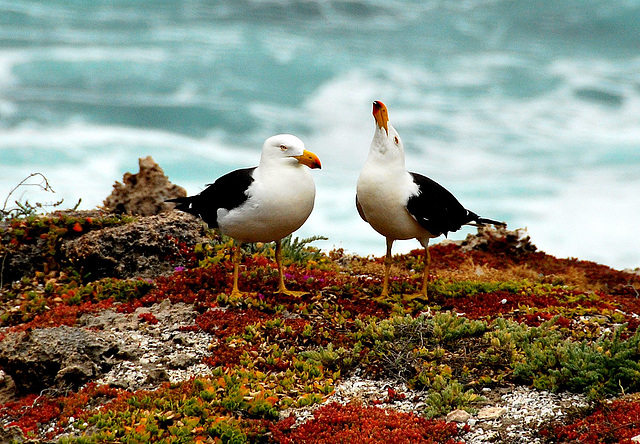 Seagulls