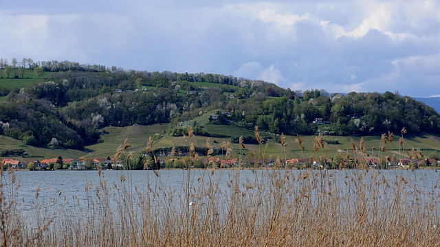 Le Mont-Vully et le lac de Morat