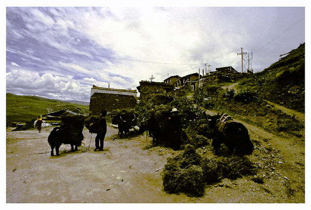 Yak herdsmen