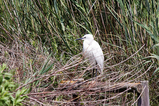 20110530 4284RTw [F] Seidenreiher (Egretta garzetta), Parc Ornithologique, Camargue