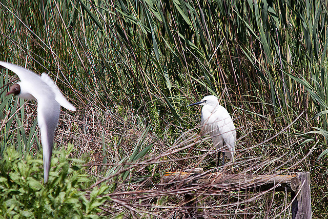 20110530 4283RTw [F] Lachmöwe (Chroicocephalus ridibundus), Seidenreiher (Egretta garzetta), Parc Ornithologique, Camargue