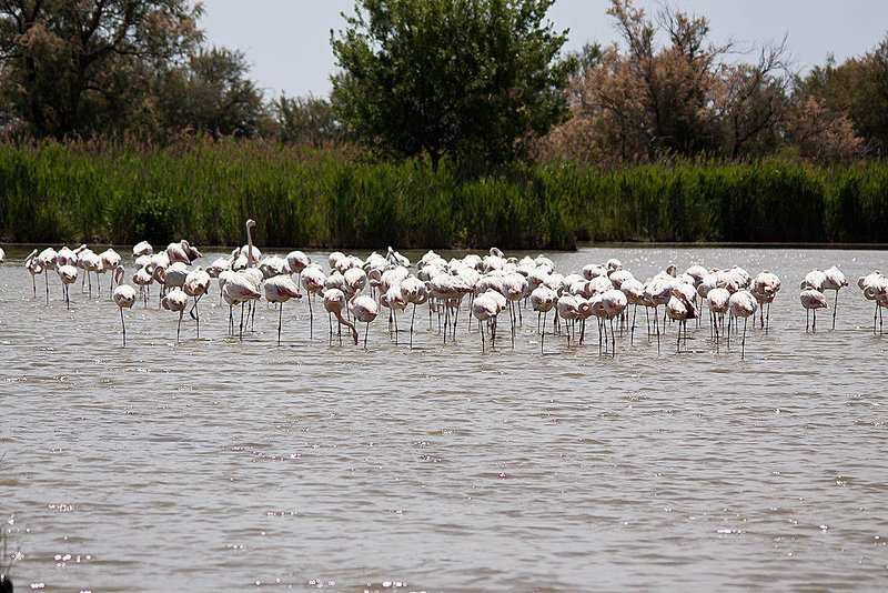 20110530 4282RTw [F] Rosaflamingo (Phoenicopterus roseus), Park Ornithologique, Camargue