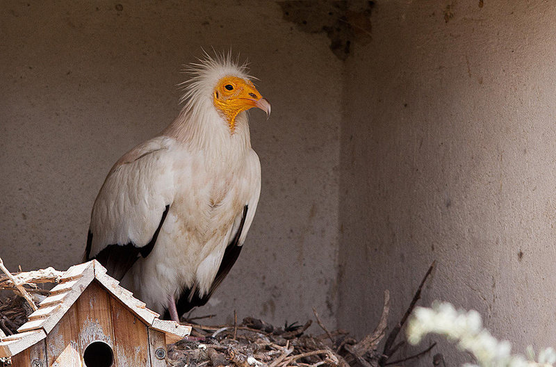 20110530 4281RTw [F] Schmutzgeier (Neophron percnopterus), Parc Ornithologique, Camargue