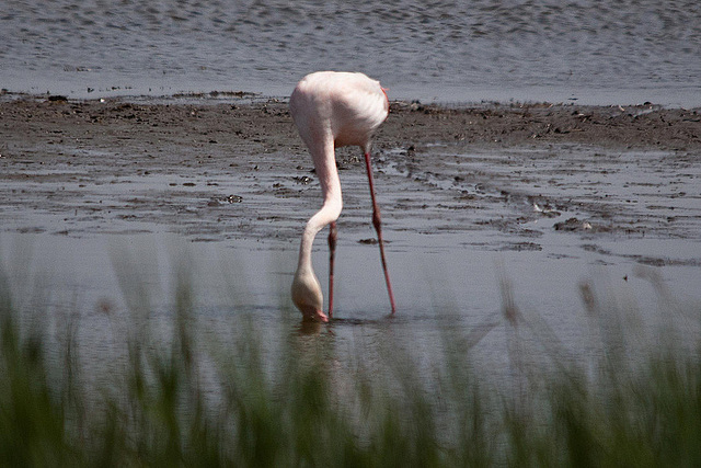 20110530 4280RTw [F] Rosaflamingo (Phoenicopterus roseus), Camargue