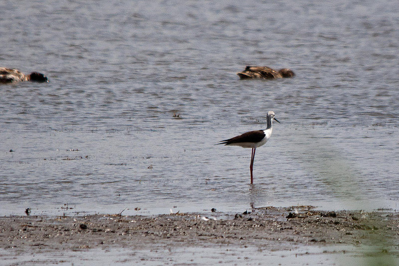 20110530 4276RTw [F] Stelzenläufer (Himantopus himantopus), Ente, Parc Ornithologique, Camargue