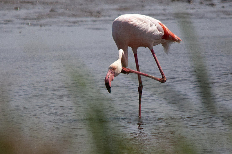 20110530 4273RTw [F] Rosaflamingo (Phoenicopterus roseus), Camargue