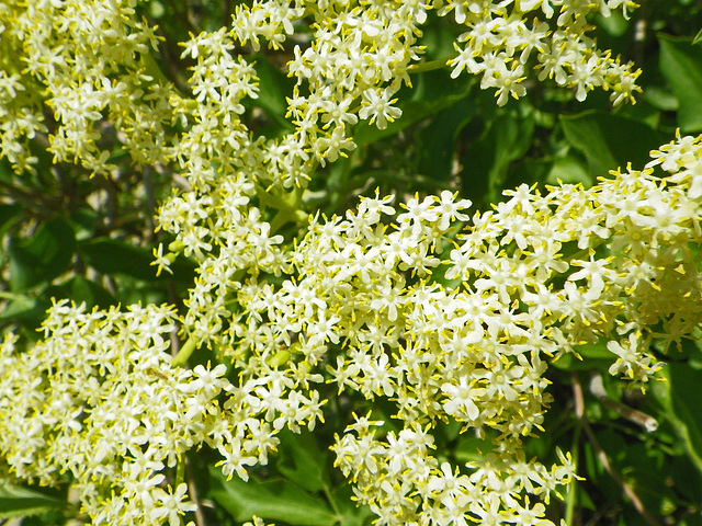 Flowers along the trail (0054)