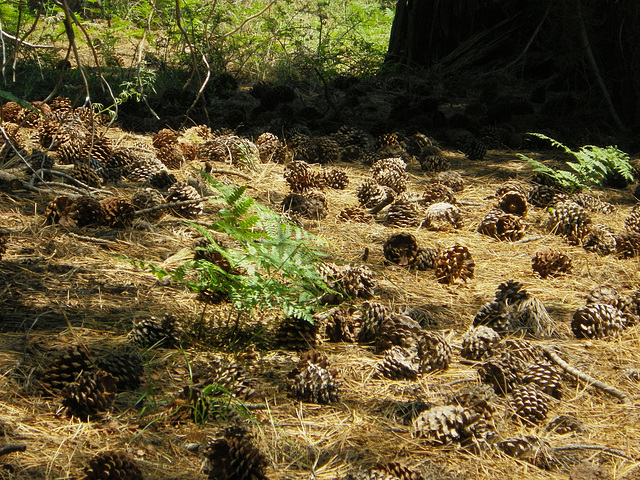 Pine Cone Field (0043)