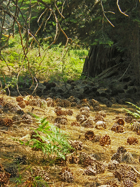 Pine Cone Field (0044)