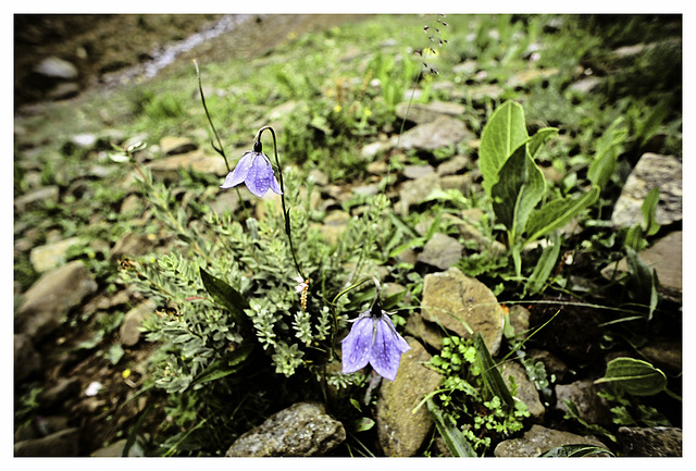 Flowers of Tibet