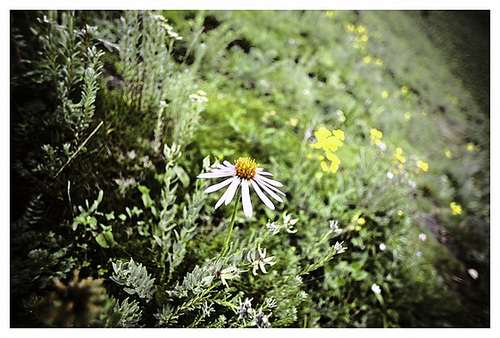 Flowers of Tibet