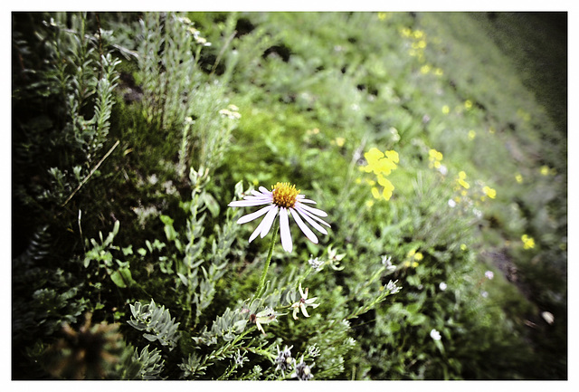 Flowers of Tibet