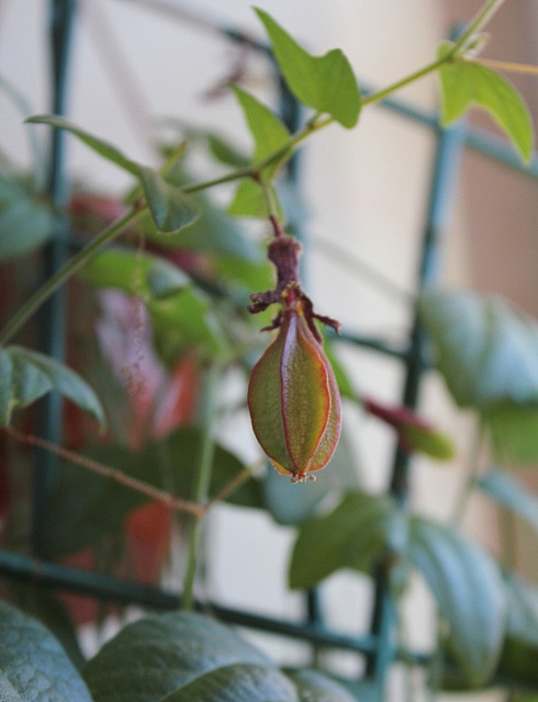 Passiflora sanguinolenta - fruit en perspective??